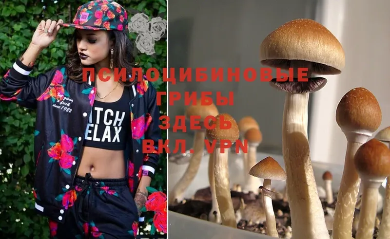 Галлюциногенные грибы Psilocybine cubensis  Уварово 